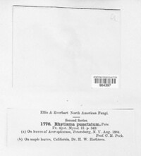 Rhytisma punctatum image